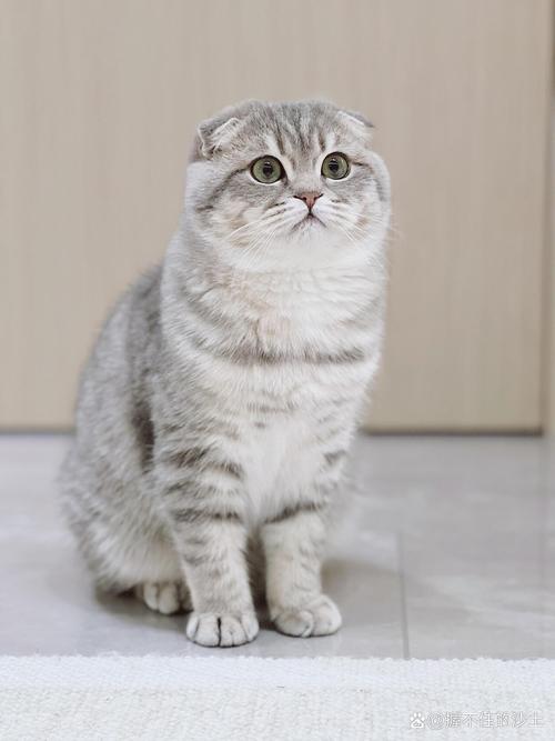 什么是半折耳猫