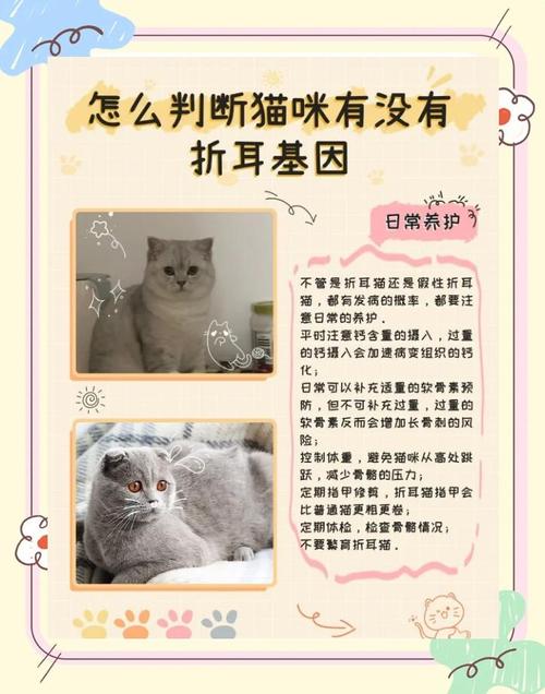 折耳猫到底会不会发病