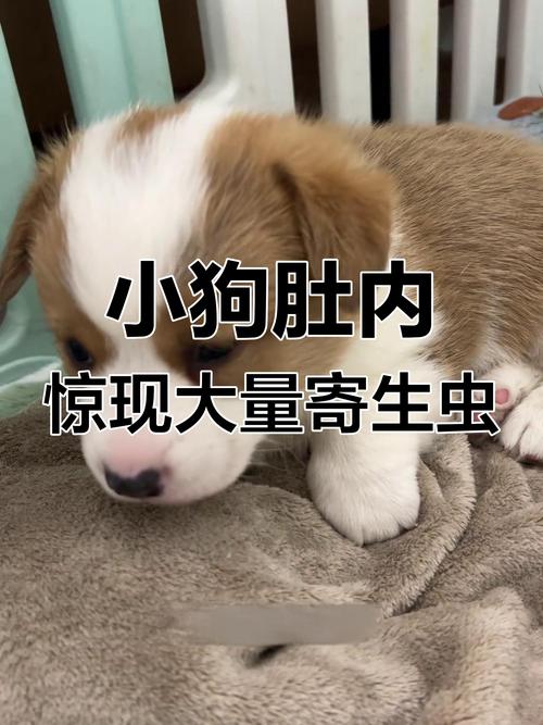 狗身体里的蛔虫多久能清干净啊