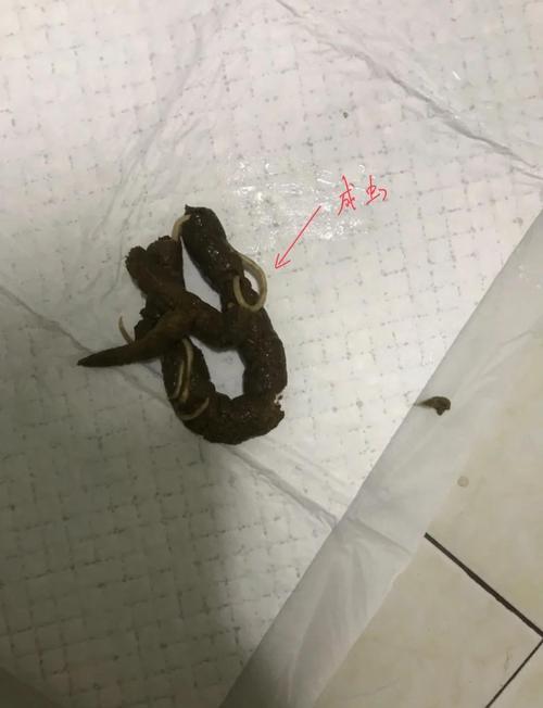 小狗肚子里蛔虫要拉几次才会干净