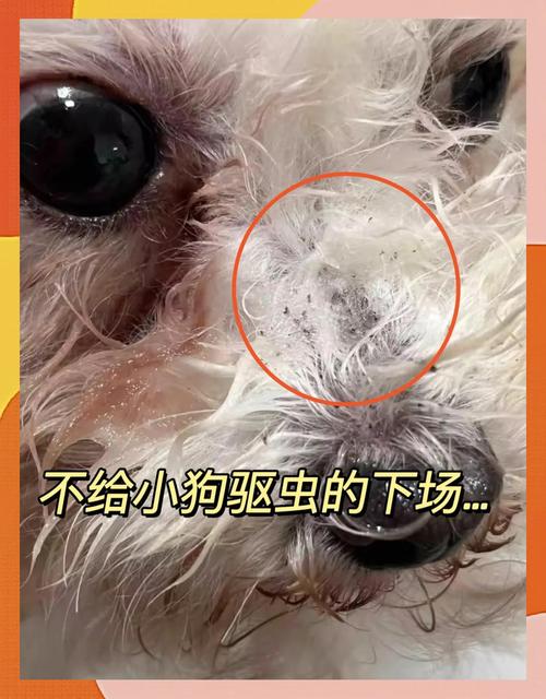 狗狗肚子里有蛔虫怎么办