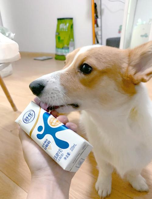 狗狗适合喝什么奶