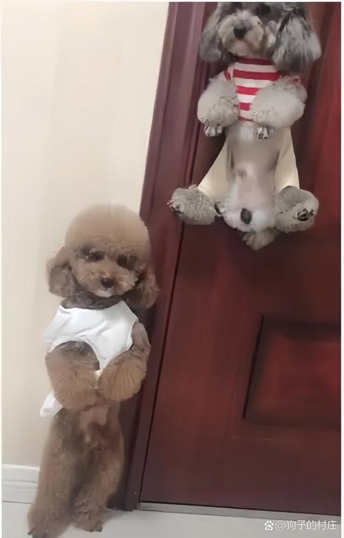 火车上可以带狗狗吗