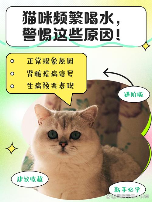 猫咪频繁喝水怎么回事