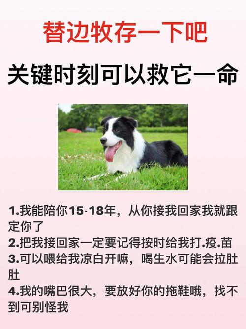 二个月的狗狗养的禁忌