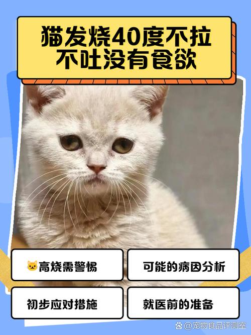 猫咪发烧怎么降温最快