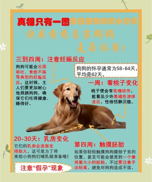 狗怀孕后多久可以洗澡