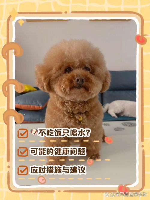 狗狗不吃东西还呕吐没精神只喝水