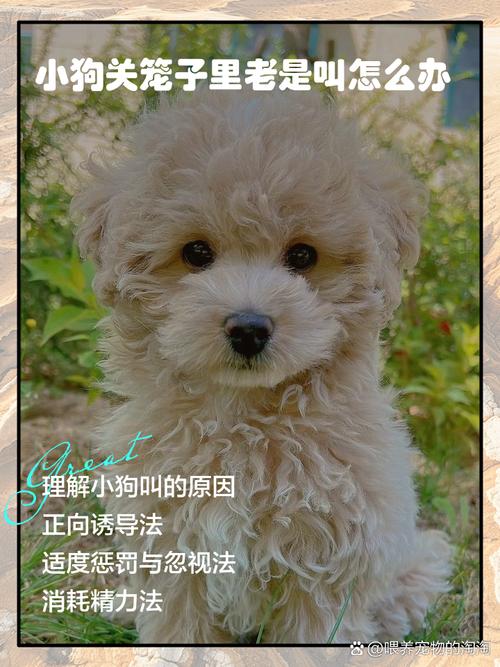 狗关笼子叫得很凄惨