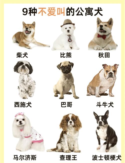 前十适合家养的小型狗狗品种?