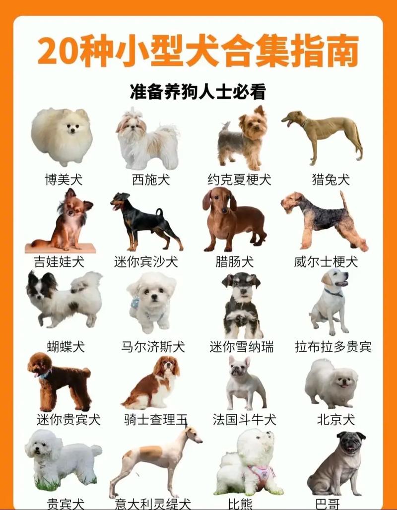 什么狗狗最聪明,适合家养的?