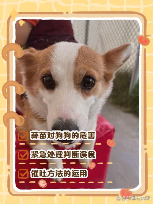 狗吃了蒜苗可以检查出来吗