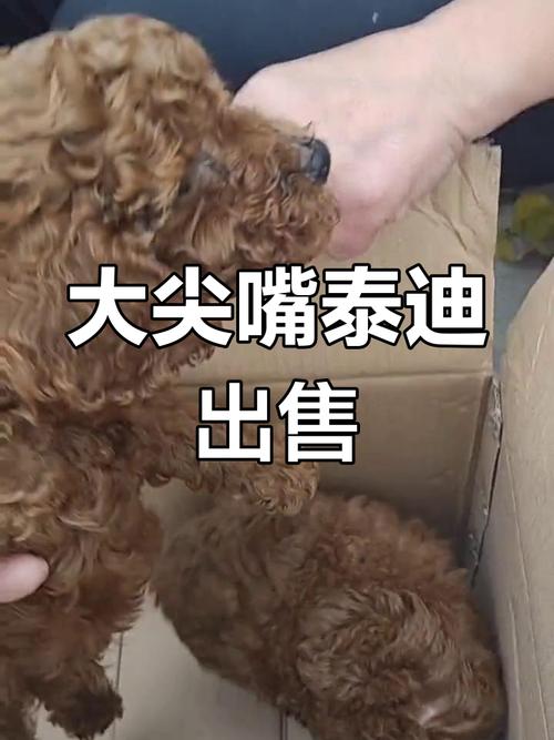 为什么狗狗吃不了大葱蒜