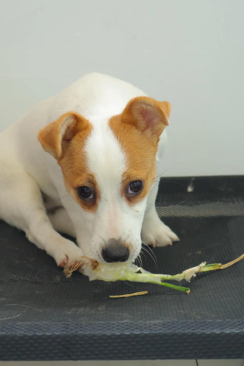 金毛能吃蒜苗吗