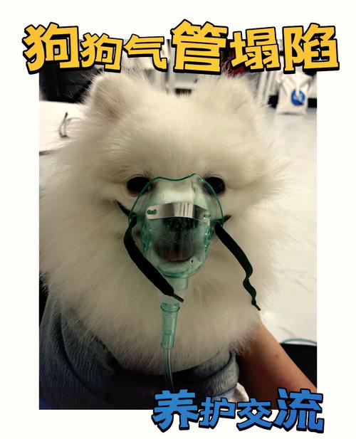 狗狗气管塌陷如何治疗?