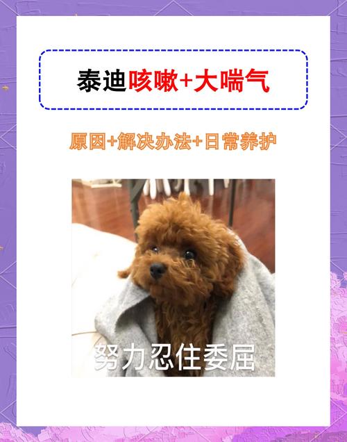 泰迪狗气管不好怎么办