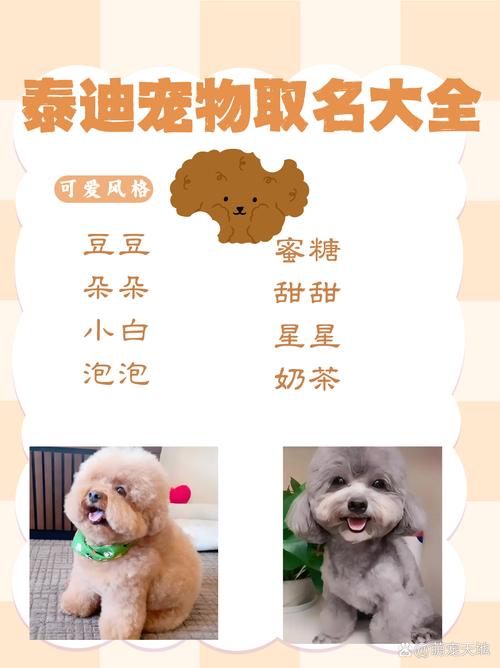 母泰迪犬的名字有哪些