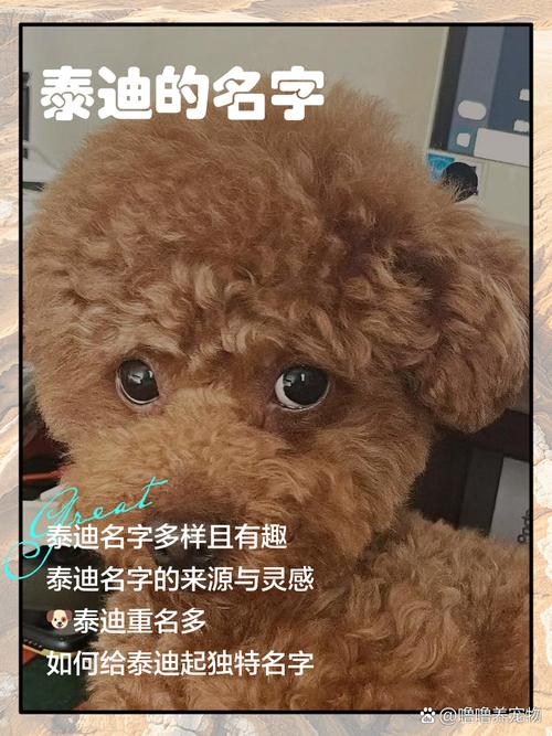 公泰迪旺家的名字