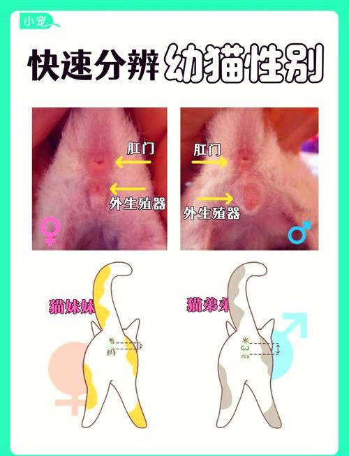 怎么区分两个月大的猫咪公母?