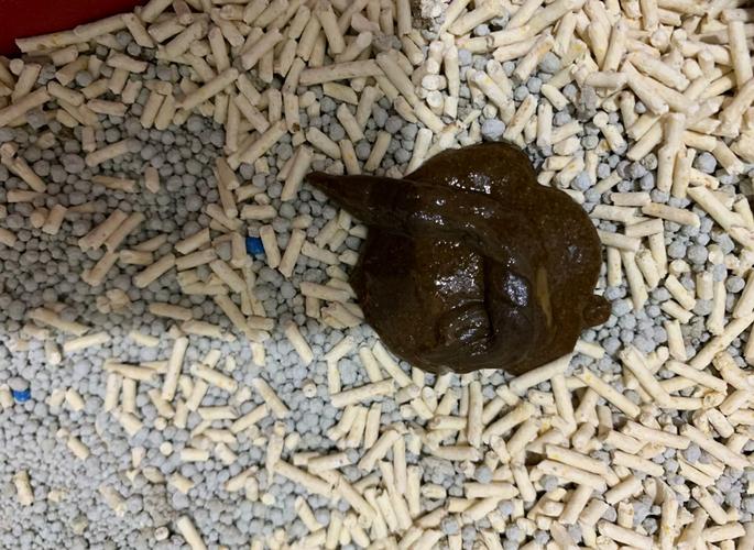 猫咪大便带血怎么回事