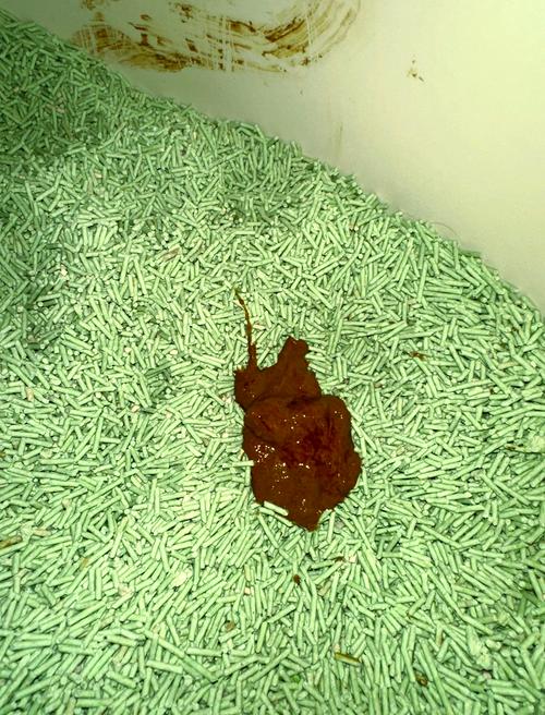 猫咪拉血便血但精神很好是怎么回事怎么办