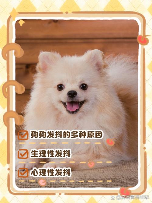 狗狗身体一直颤抖是怎么了?