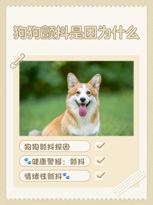 狗狗四肢颤抖是怎么回事?