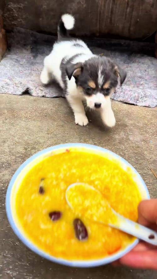 幼犬可以喝小米粥吗