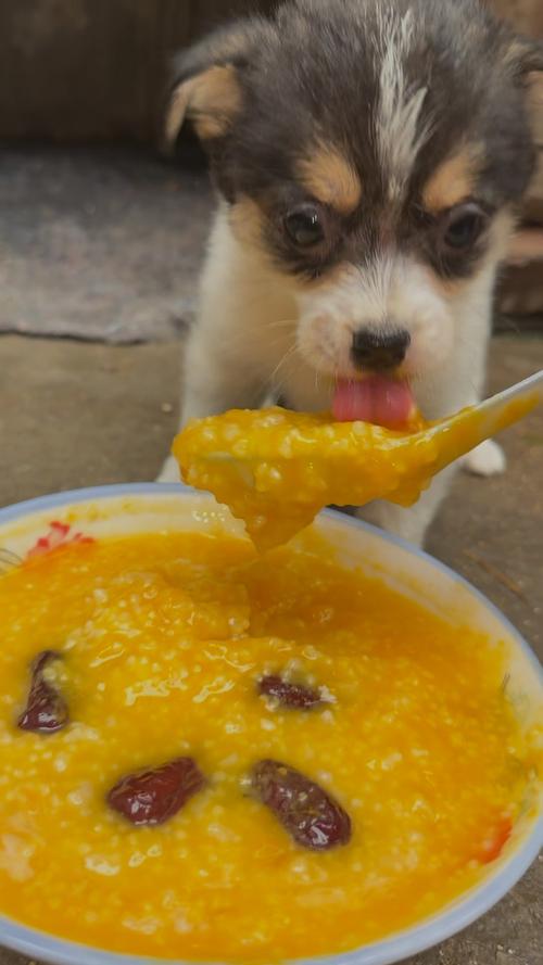 狗狗能吃小米粥吗?