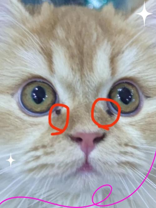 猫咪总是有眼屎