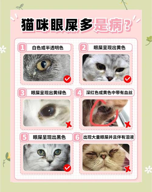 小猫有眼屎是怎么回事