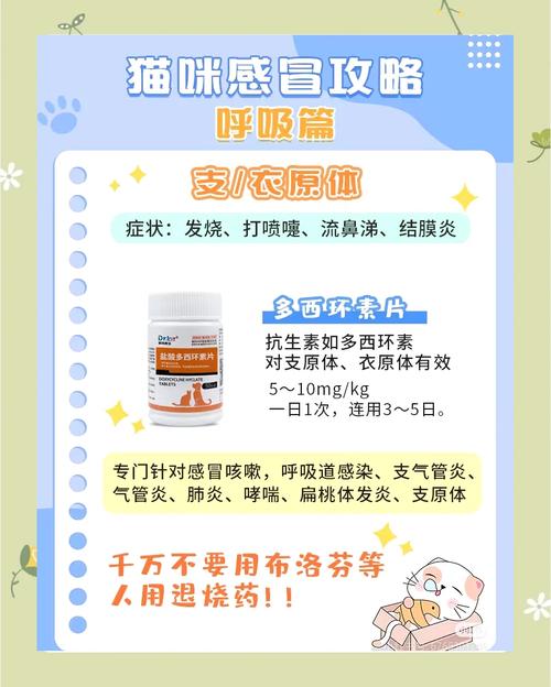 猫感冒了怎么办,能吃药吗?