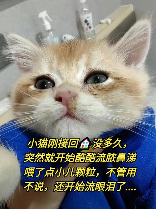 猫咪有点感冒打喷嚏怎么办