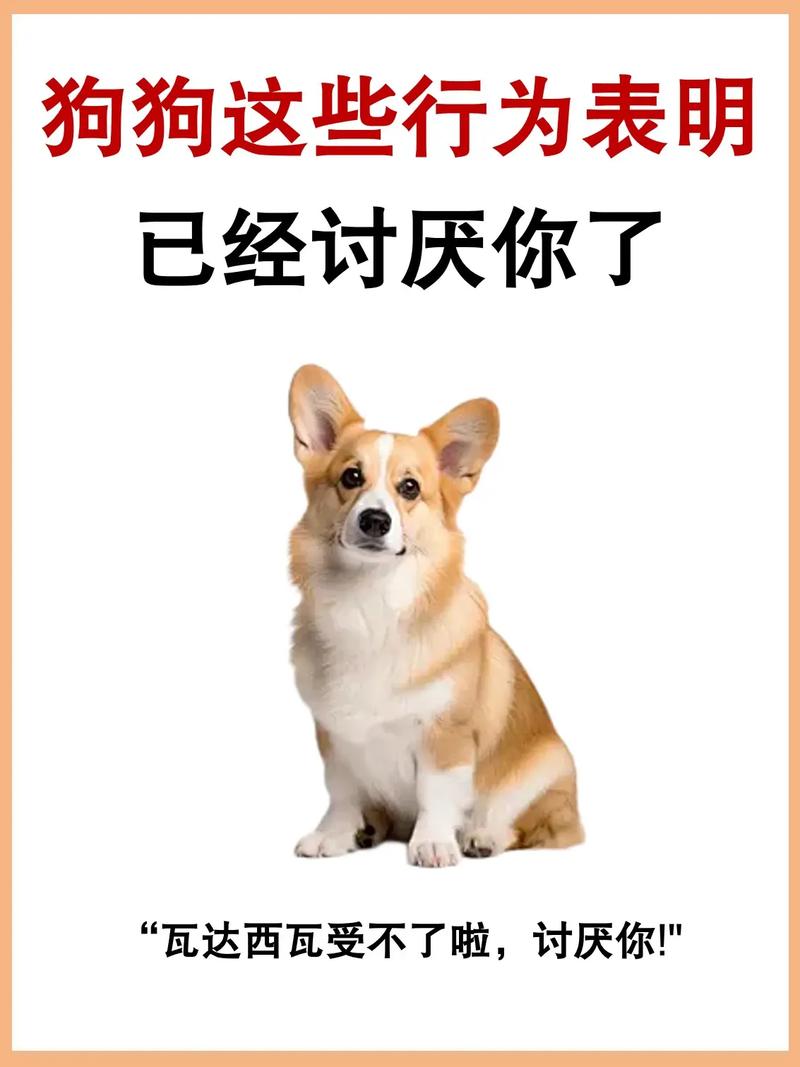 狗狗讨厌你的表现有哪些