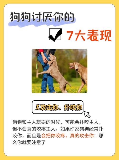 狗不喜欢主人的五个表现