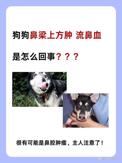 狗狗鼻梁肿了是怎么回事?