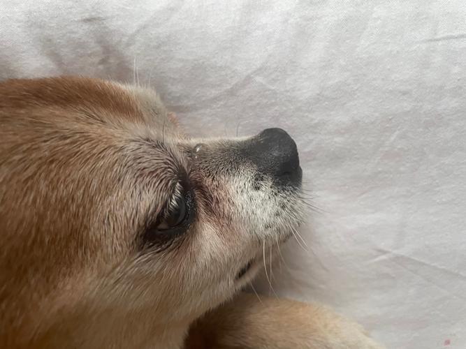 狗的鼻子好像肿了似的