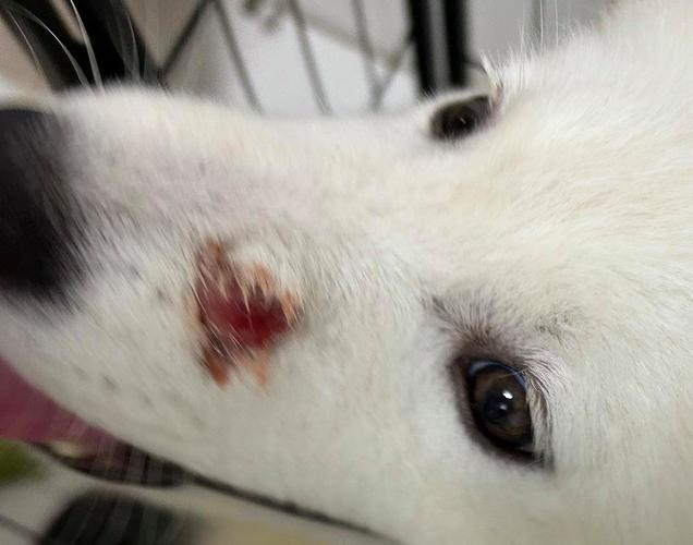 狗狗鼻子上肿了个大包精神也不好是怎么回事?