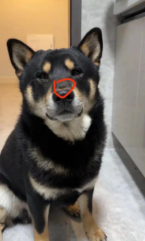 狗鼻子肿了怎么回事
