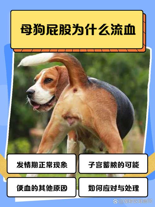 狗狗怀胎为什么刘血