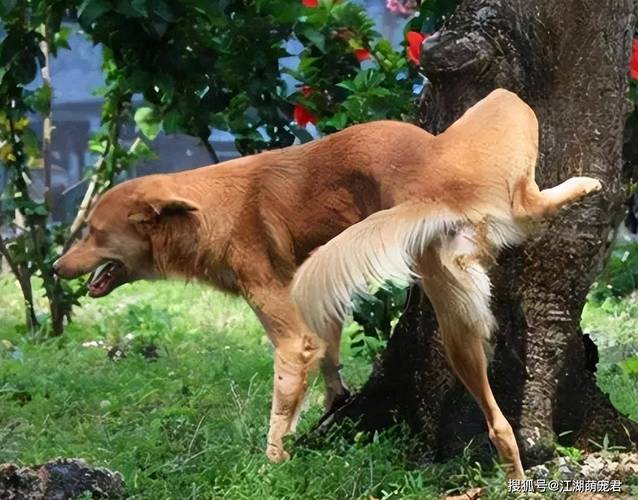 狗狗生殖器流血是怎么回事?