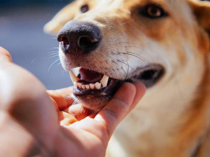 狗怀孕40天后面流血