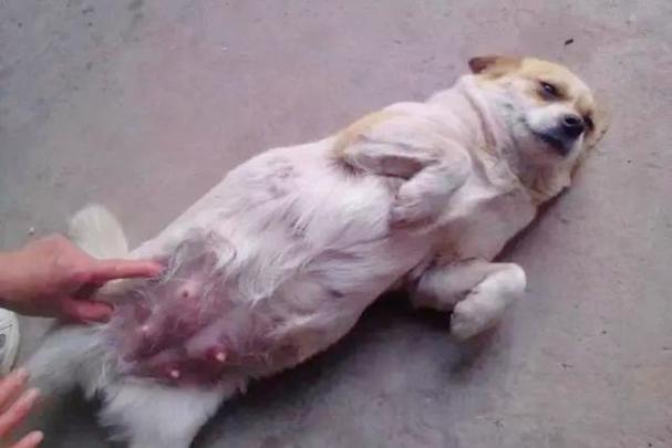 狗狗怀孕了还会流血吗?