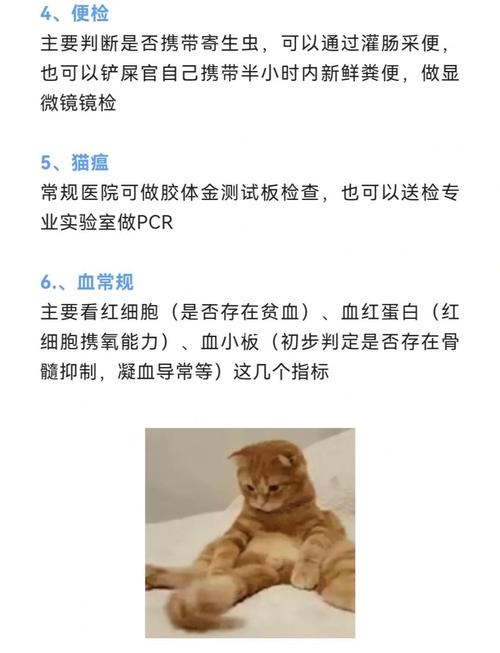 猫猫体检一般要多少钱呀?