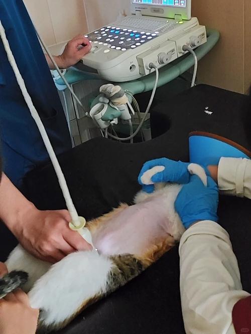 一般到宠物医生去帮猫咪做身体检查~要多少钱的呢?