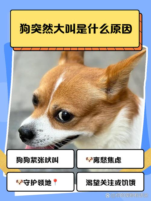 狗狗脾气暴躁咬主人怎么纠正恨主人的表现有哪些