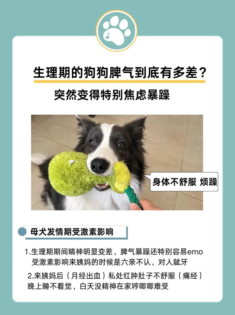 狗狗脾气暴躁怎么办?狗狗太凶怎么办?