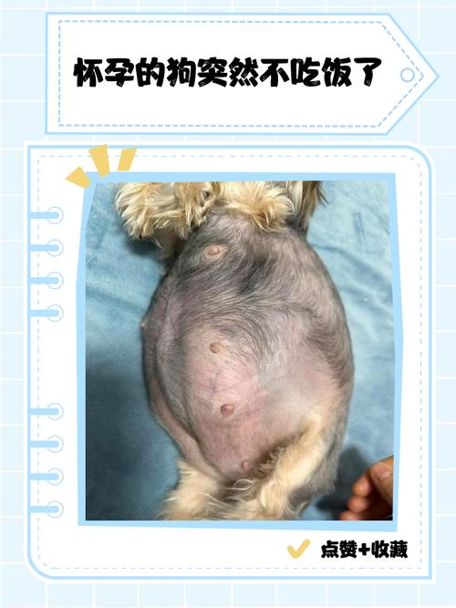 怀孕狗狗为什么不吃饭