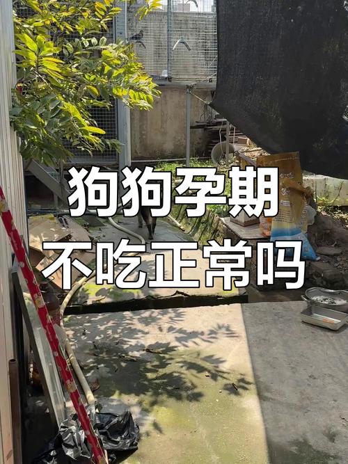 怀孕50天的狗狗不吃饭怎么办?
