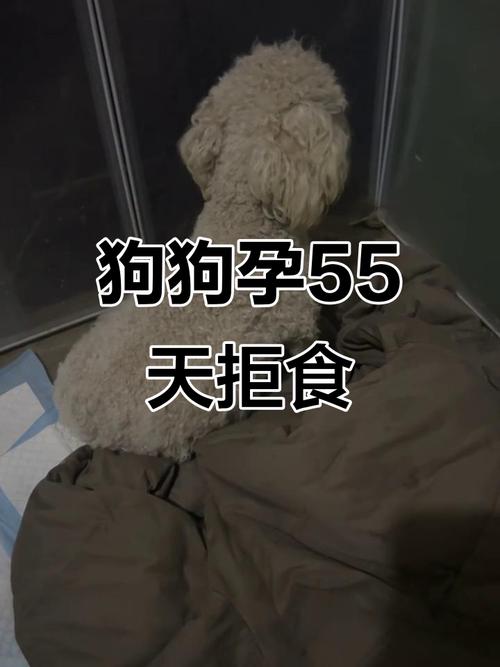狗狗怀孕不吃饭怎么办